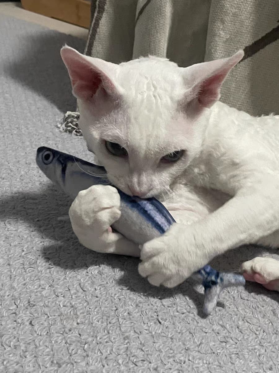 Customer photo review of 100% Natural Catnip Cat Toy