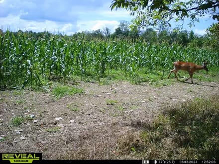 Customer photo review of Glyphosate Tolerant Wildlife Seed Corn