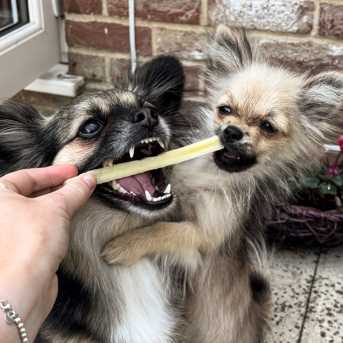 Customer photo review of Handmade Himalayan Cheese Bones 100% Natural Treat for Dogs (SMALL)