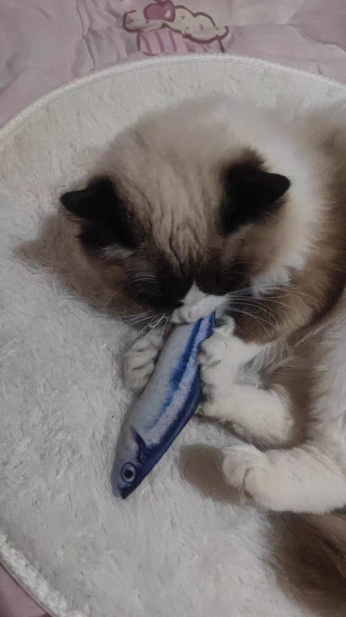 Customer photo review of 100% Natural Catnip Cat Toy