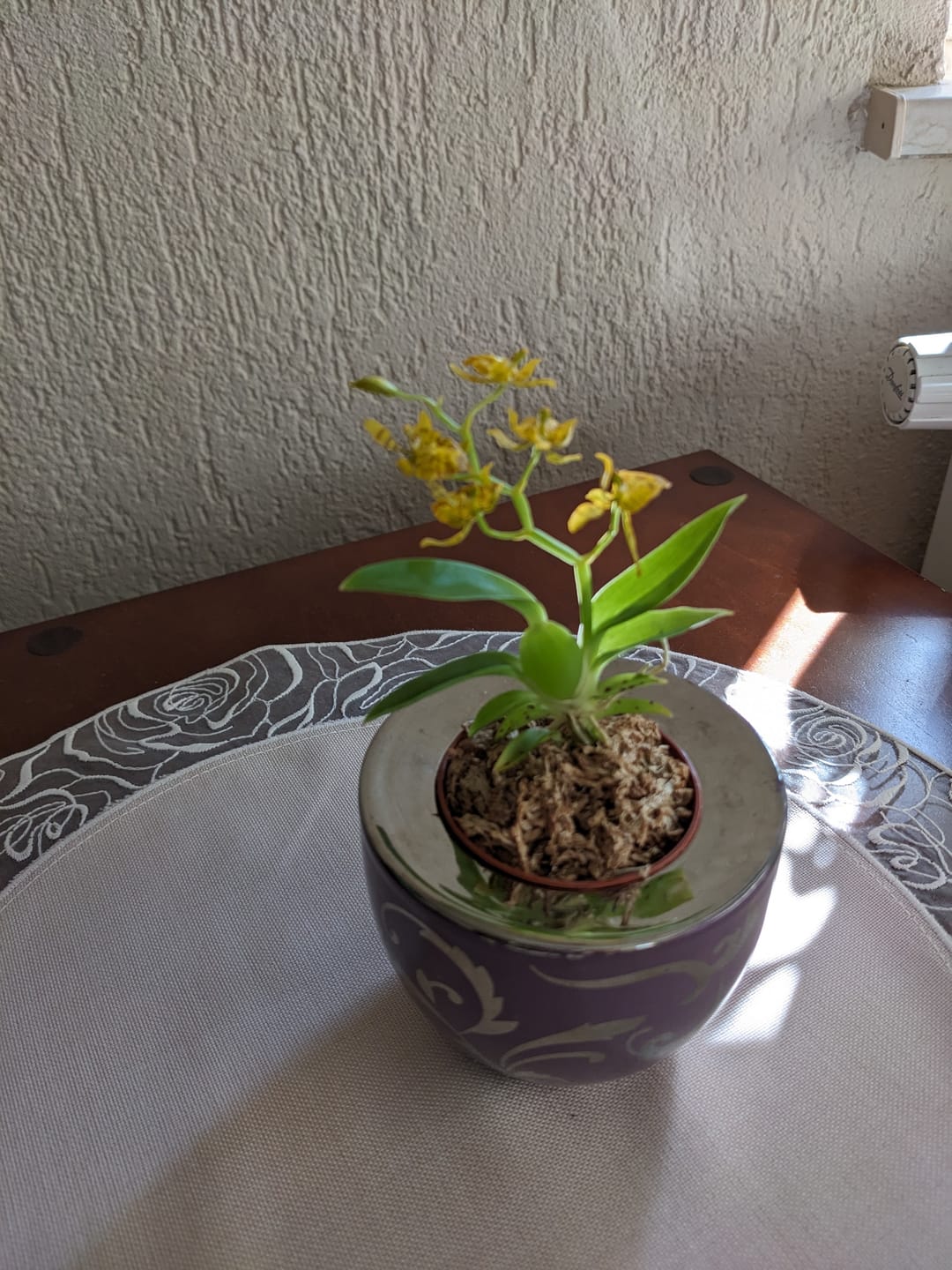Customer photo review of Mini-Duft-Orchidee Cyrtochilum Meirax