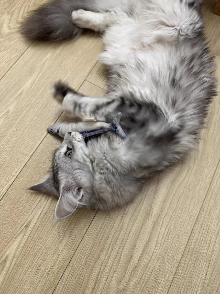Customer photo review of 100% Natural Catnip Cat Toy