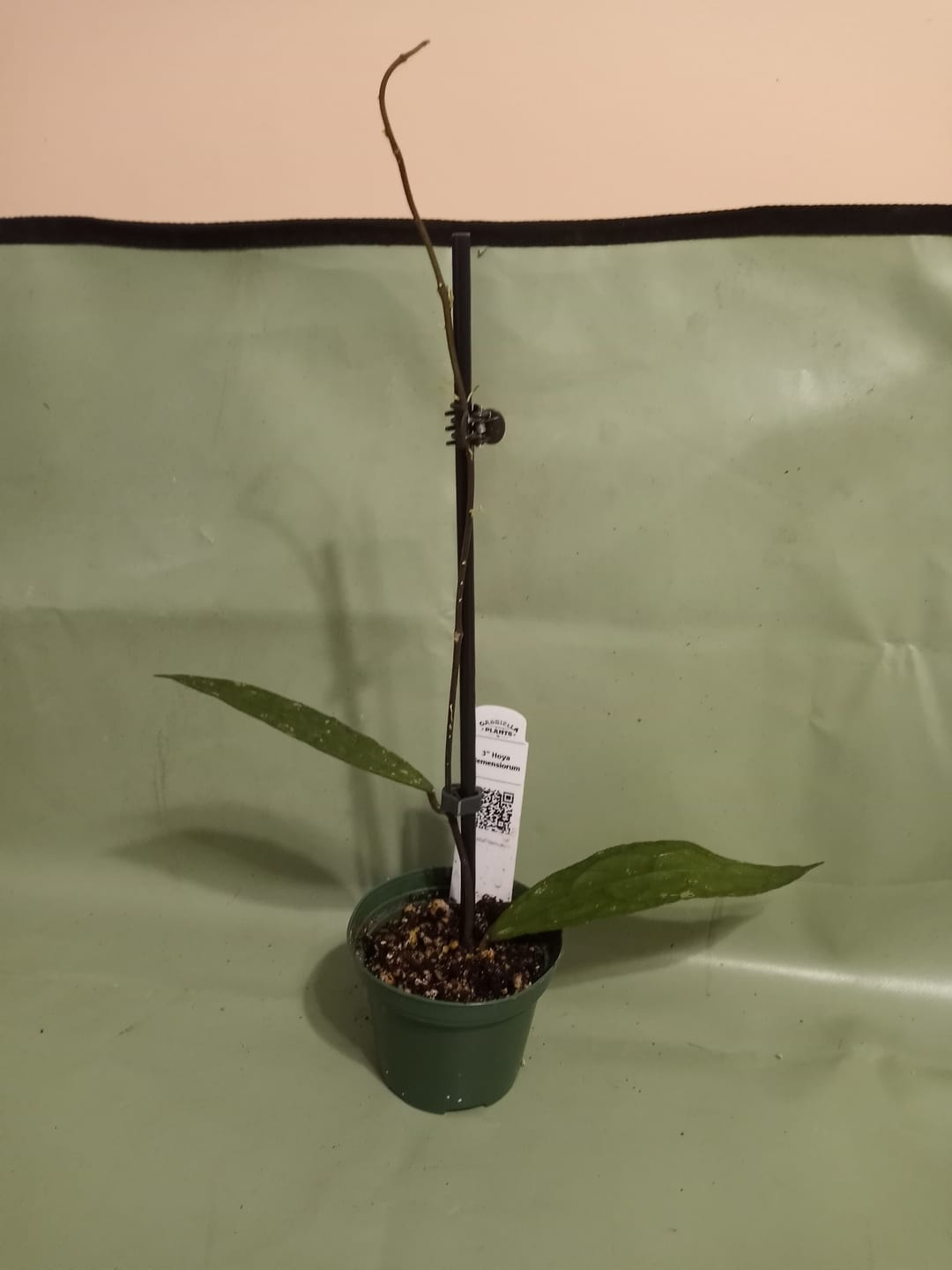 Customer photo review of Hoya clemensiorum