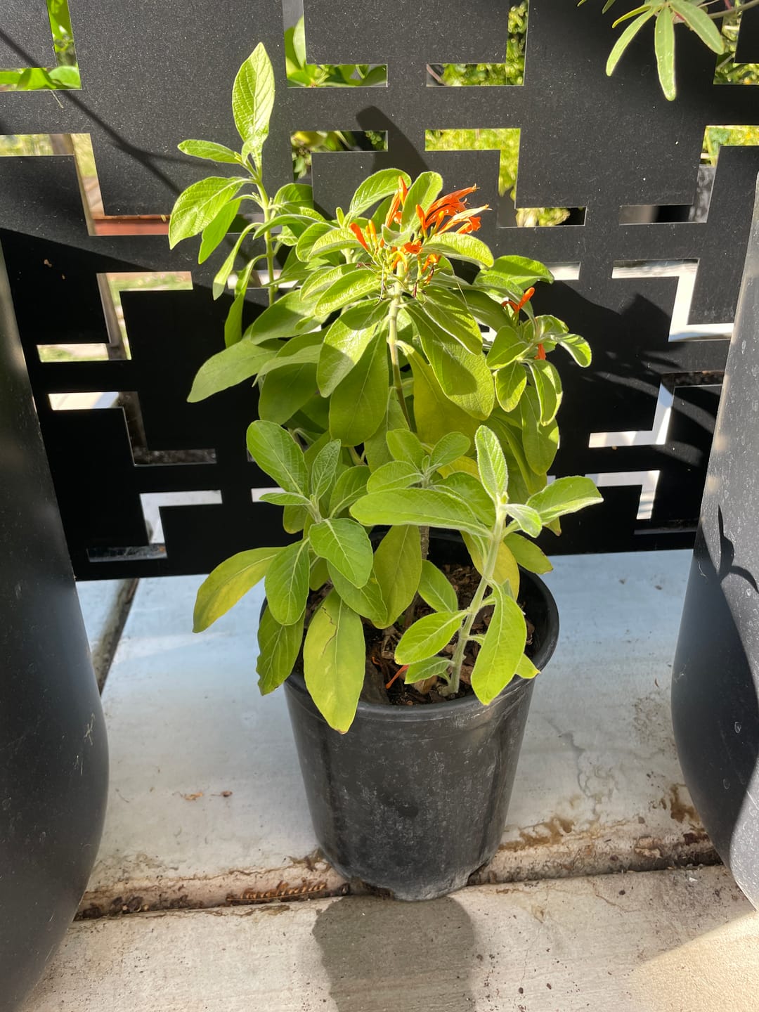 Customer photo review of Mexican Honeysuckle