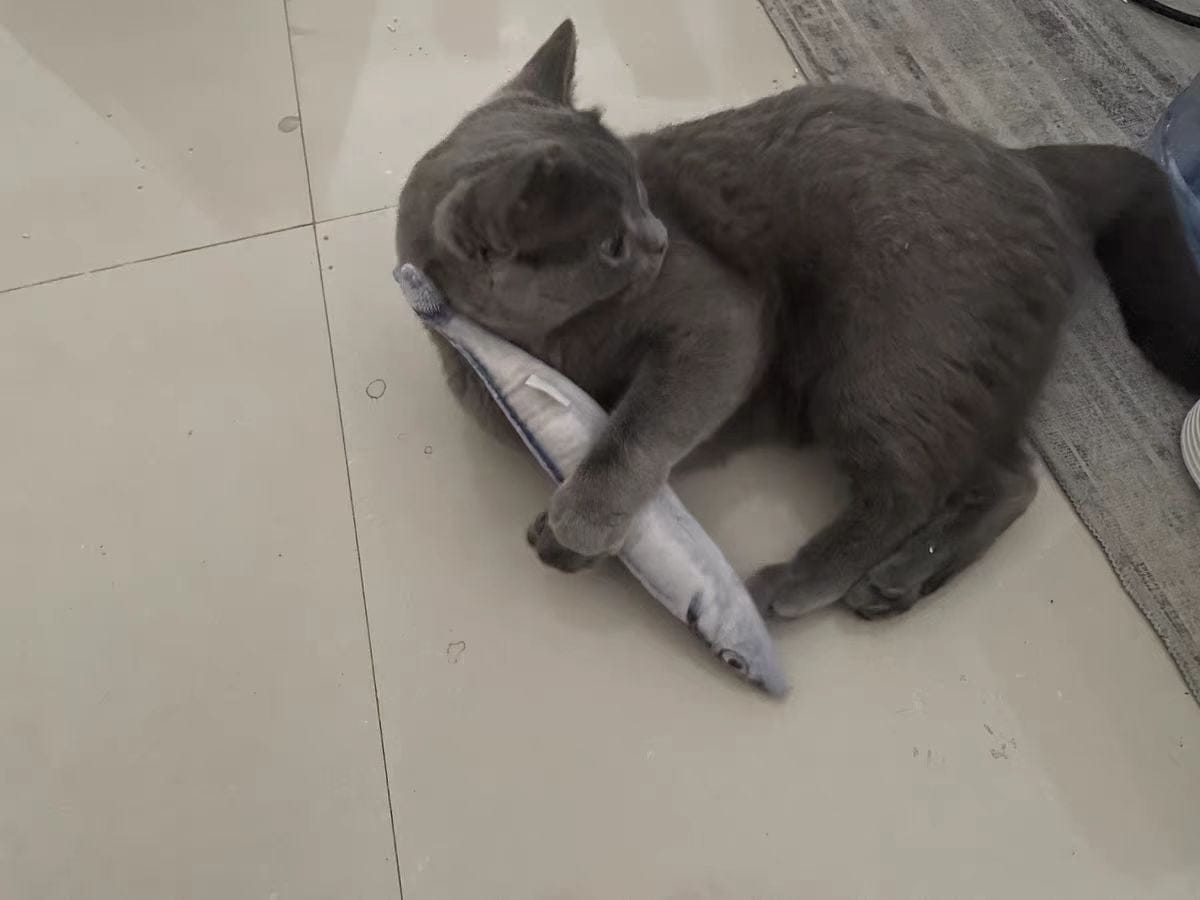 Customer photo review of 100% Natural Catnip Cat Toy