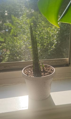 Customer photo review of Fernwood Snake Plant | Sansevieria Fernwood 'Mikado'