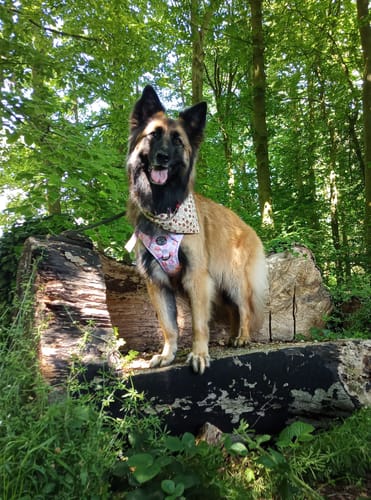 Customer photo review of Tough Trails™ Harness Lucky Dip