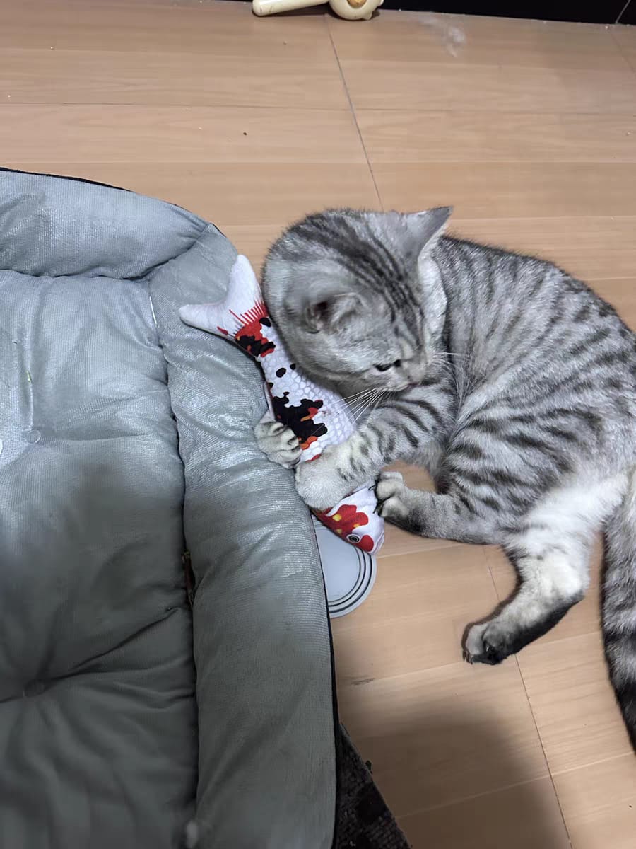 Customer photo review of 100% Natural Catnip Cat Toy