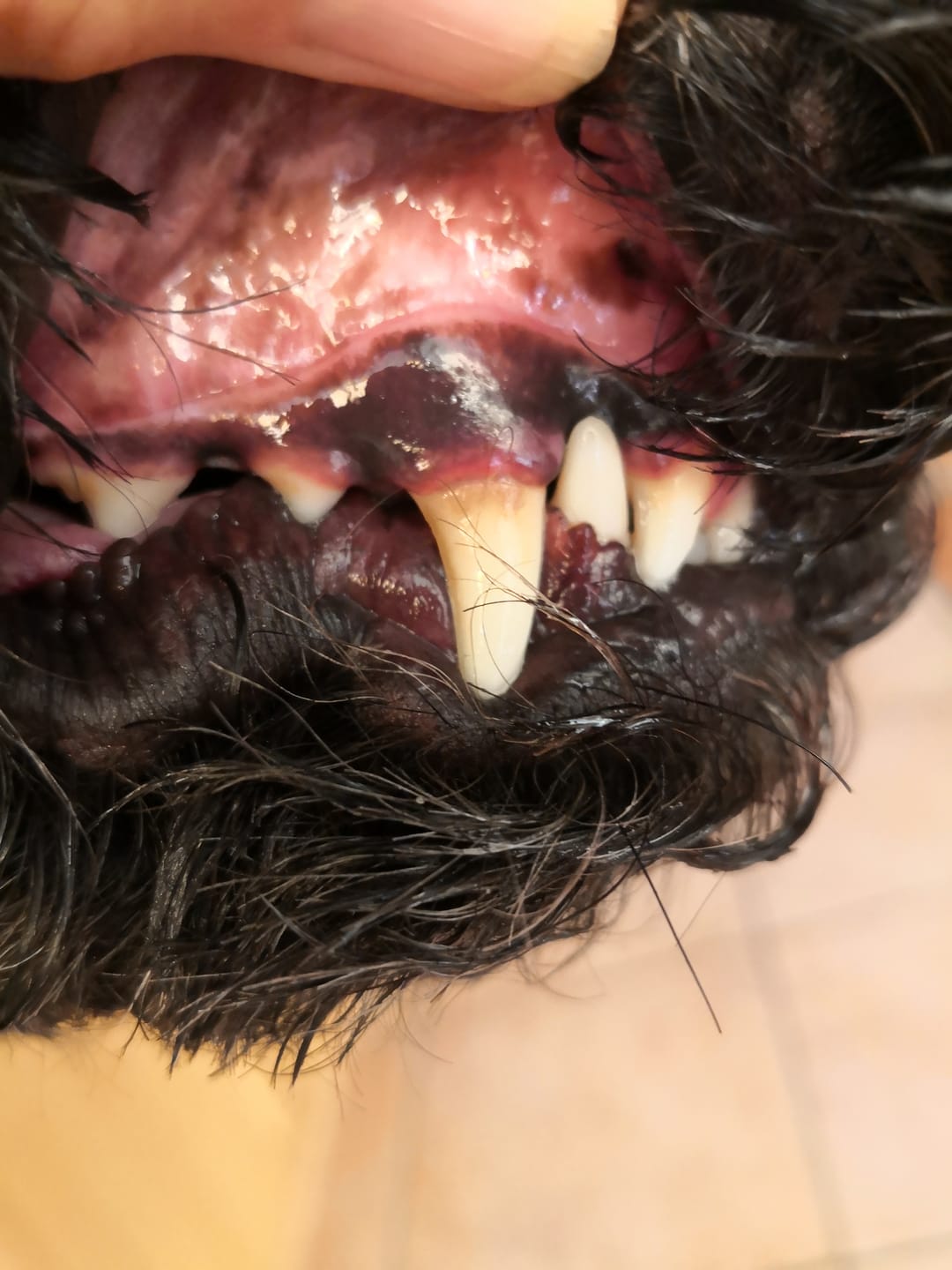 Customer photo review of Dentalmix für Hunde zur Zahnpflege und für frischen Atem