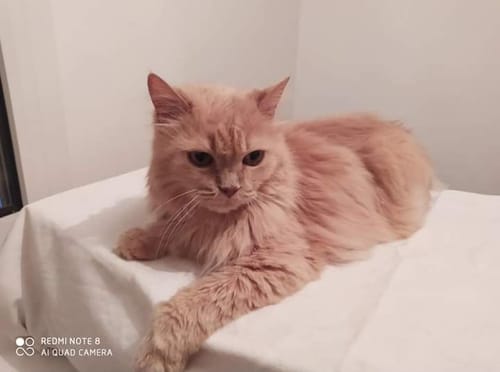 Avis photo d'un client sur Croquettes Chat Stérilisé Sans Céréales - Poulet