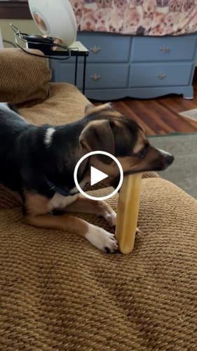 Customer video review of TRADITIONAL HIMALAYAN YAK CHEWS | ALL SIZES