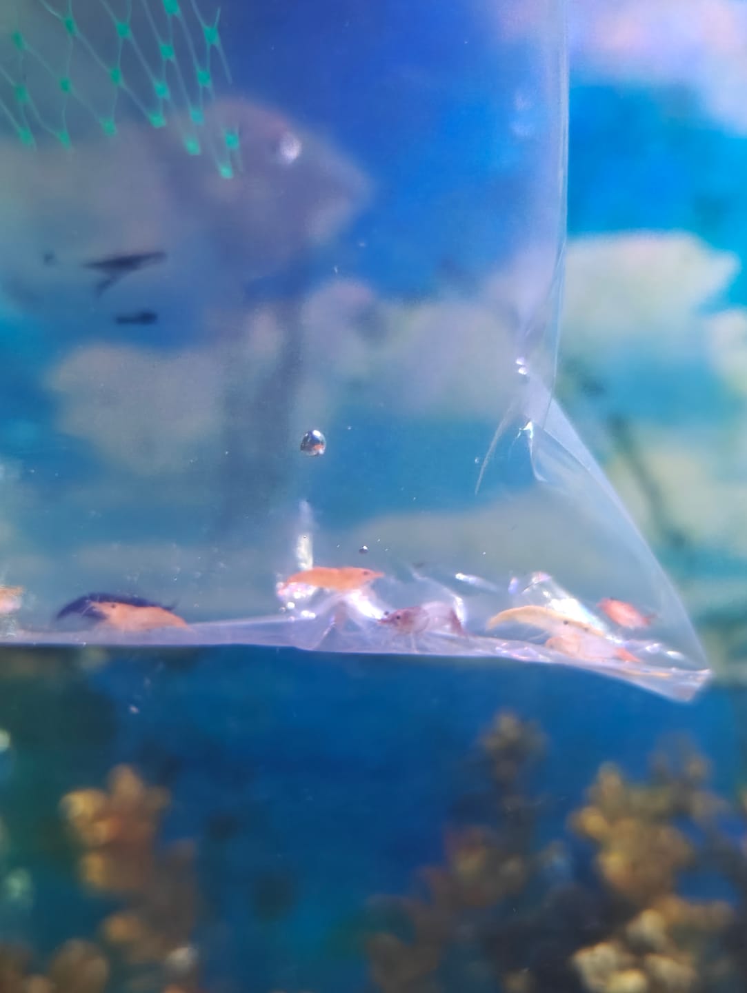 Customer photo review of Green Rili Shrimp
