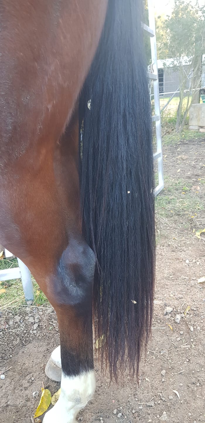 Customer photo review of Queen's Brush - Royal Mane & Tail Brush