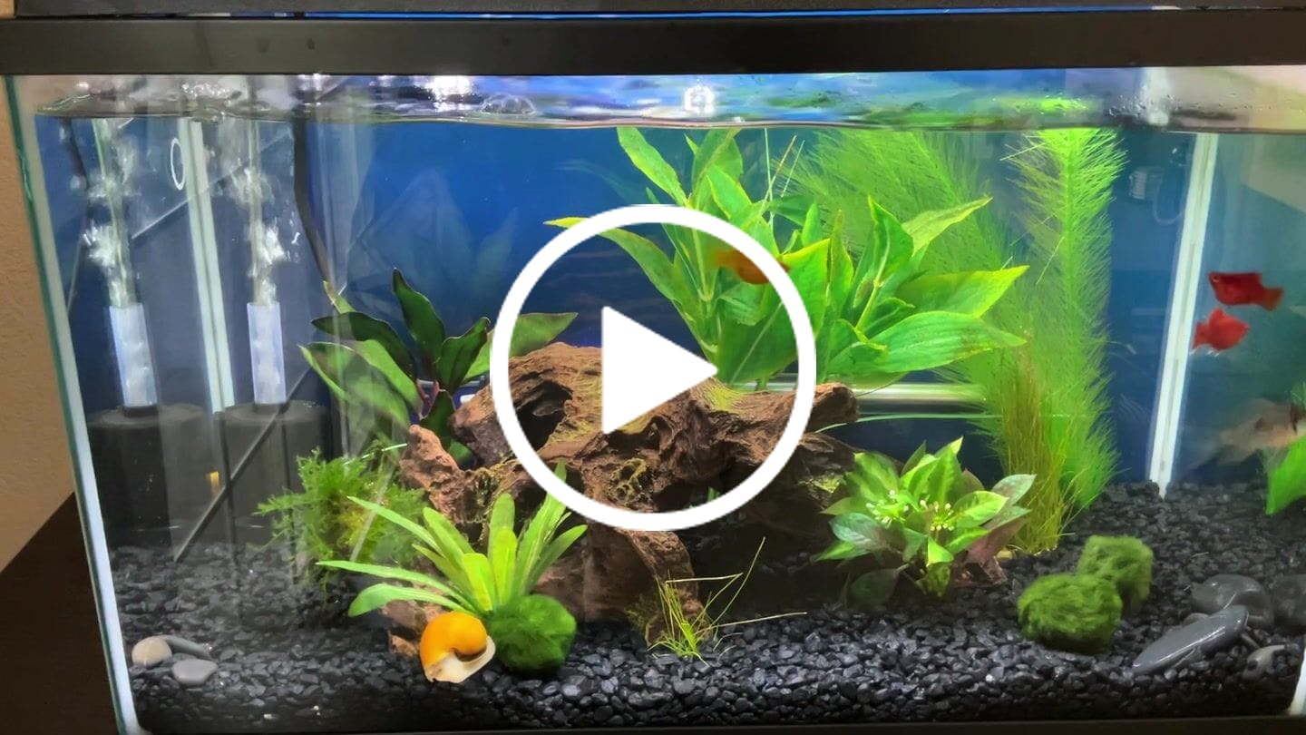 Customer video review of Gold Mystery Snail