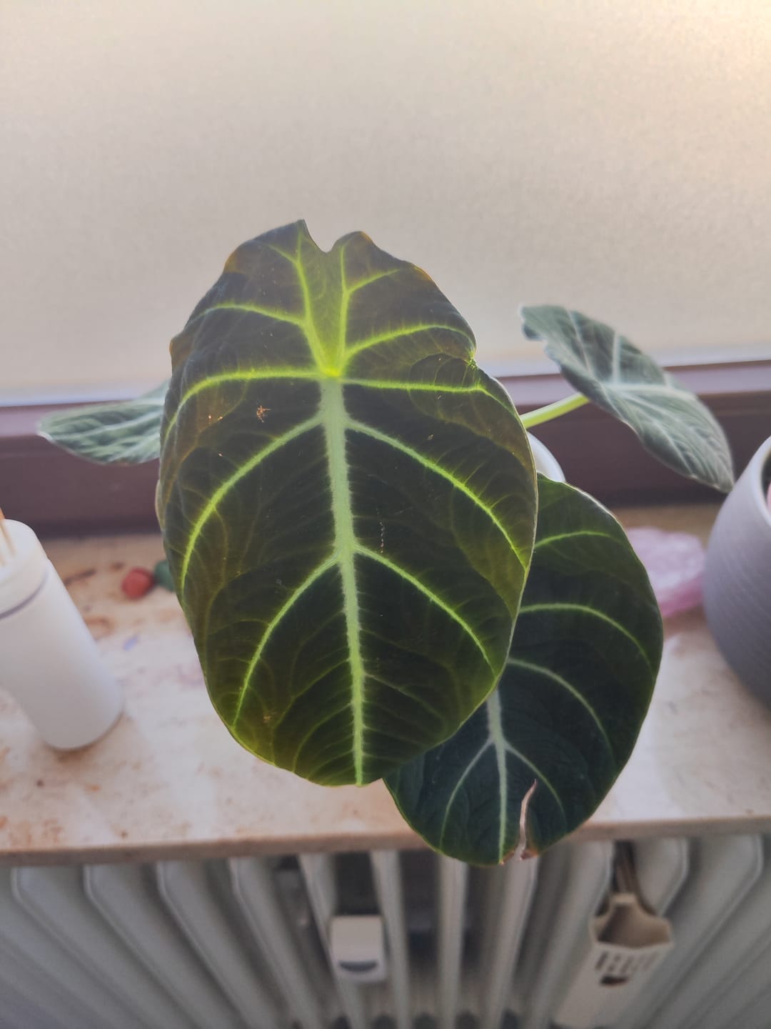 Customer photo review of ALOCASIA BLACK VELVET