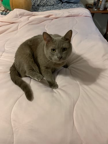 Customer photo review of The Ice Blanket