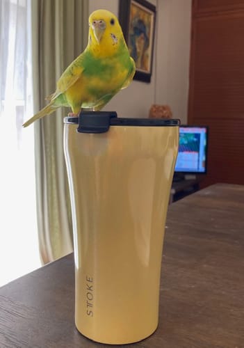 Customer photo review of STTOKE（Lサイズ）