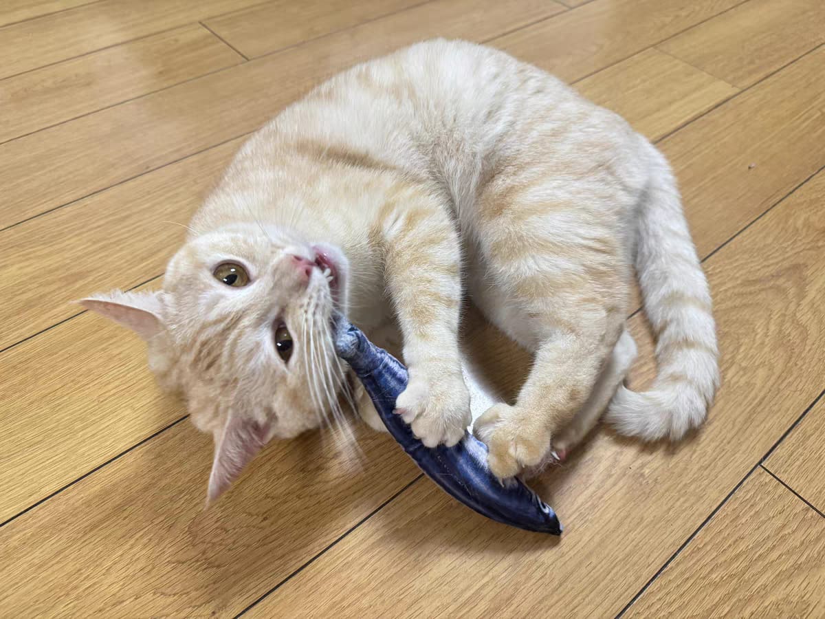 Customer photo review of 100% Natural Catnip Cat Toy