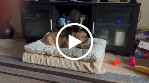 Customer video review of PUMPKIN YAK CHEWS