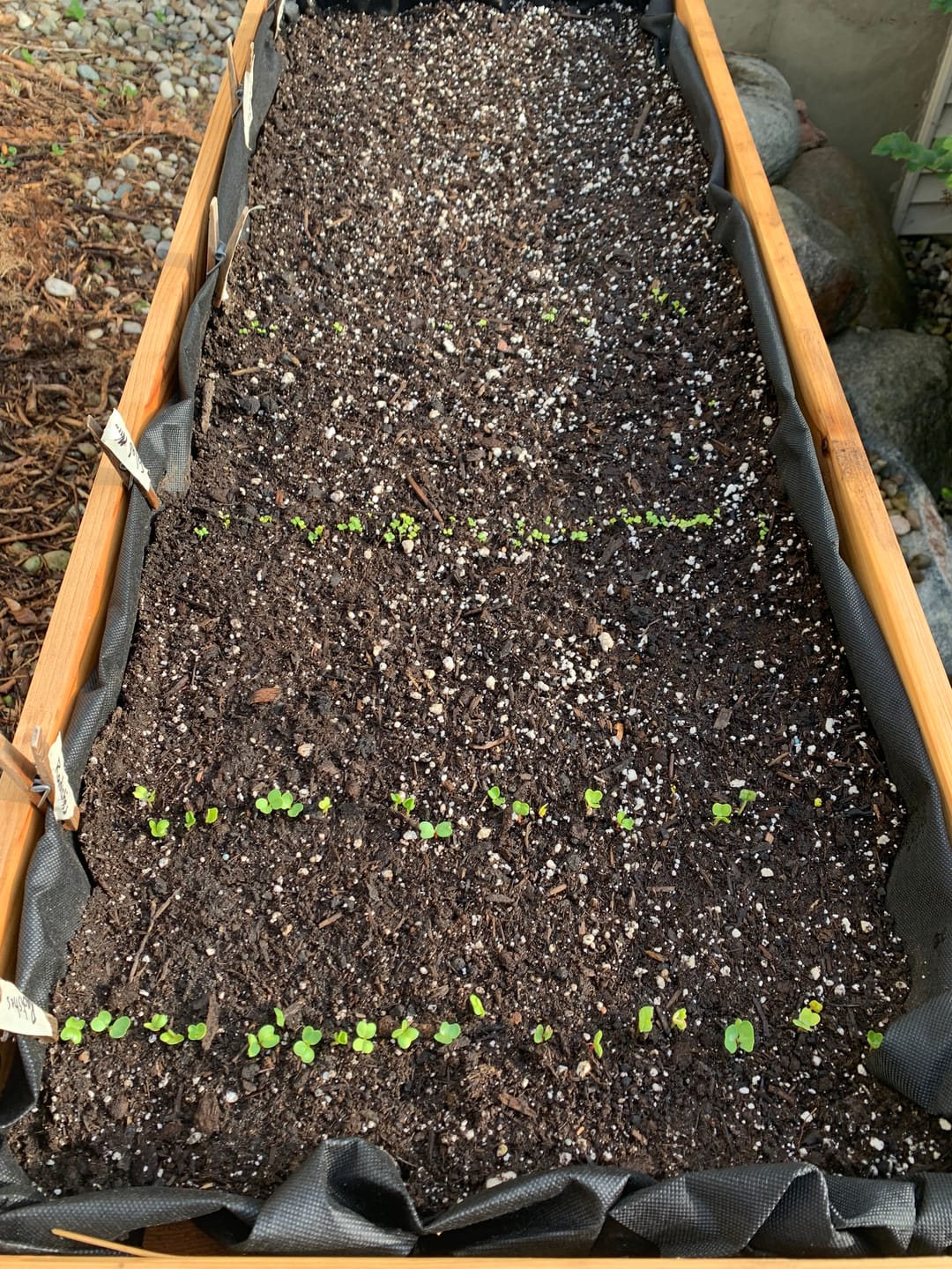 Customer photo review of Raised Garden Bed - 46cm x 122cm x 76cm
