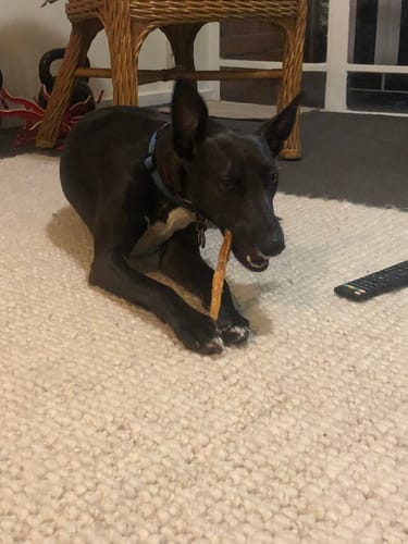 Customer photo review of Aussie Beef Tendons (Large Dogs)