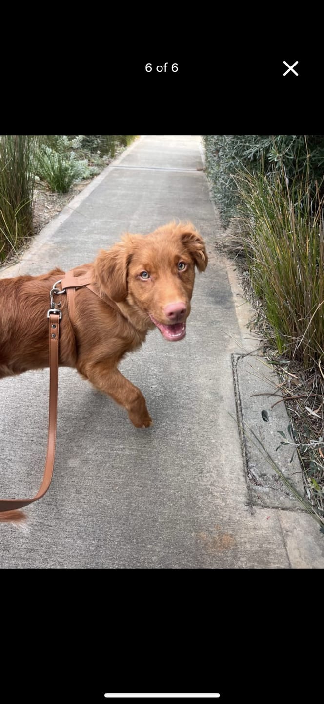 Customer photo review of HARNESS - Brown