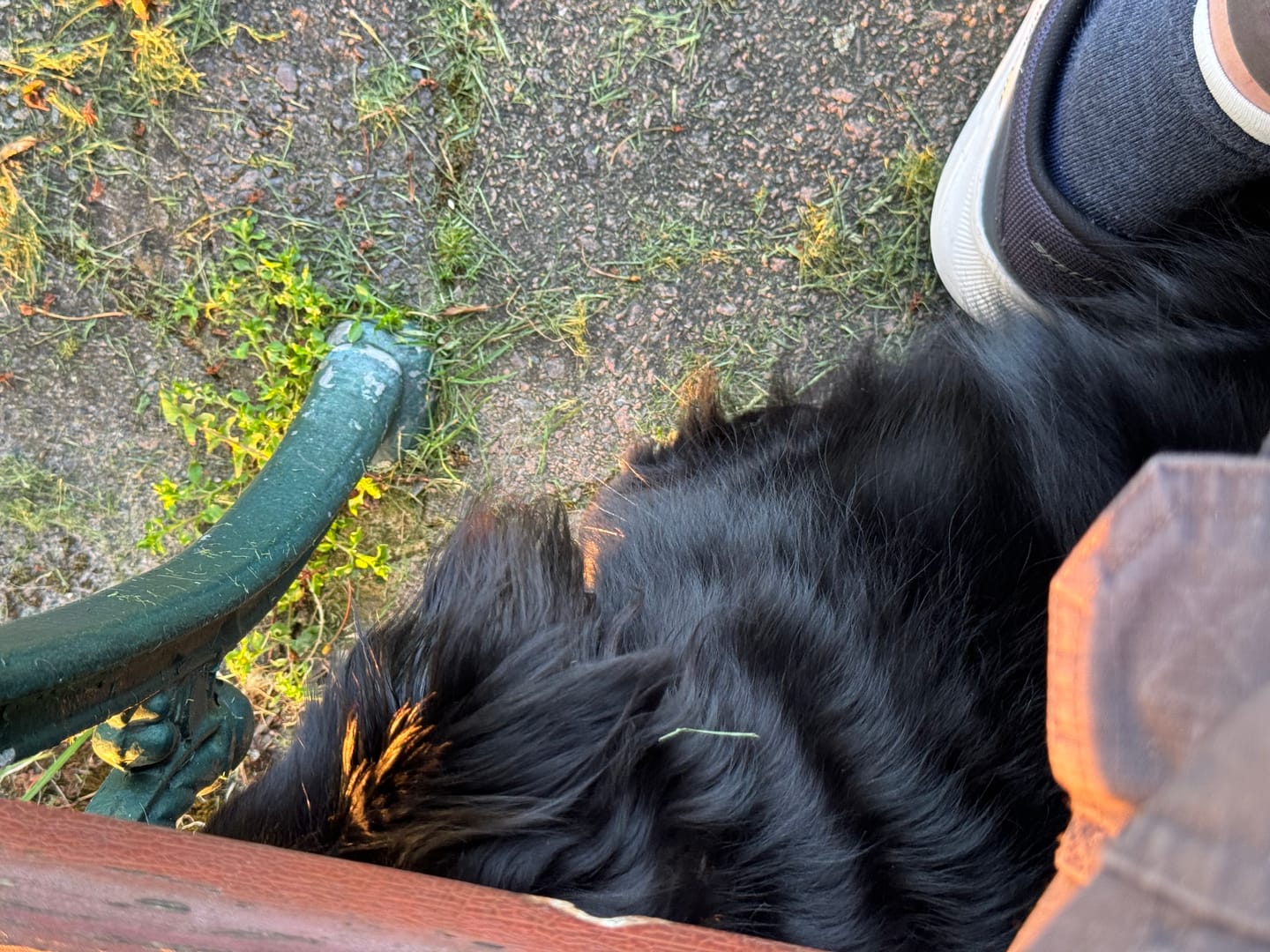 Customer photo review of Rechargeable Anti Bark Training Collar - Sound & Vibration - No Shock