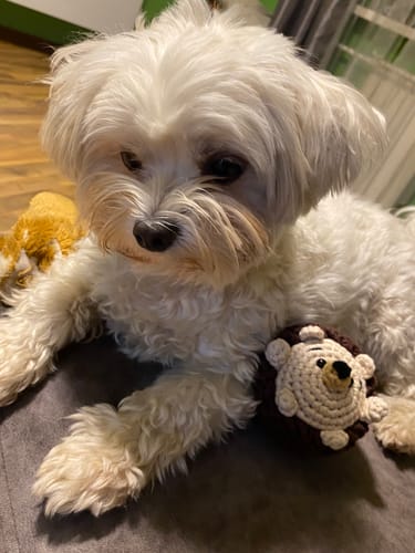 Customer photo review of Spiky Crochet Kit