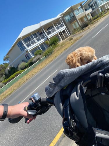 Customer photo review of All In One Pet Carrier Bag | Dog Bike Basket | Backpack for Dogs & Cats | Car Booster Seat