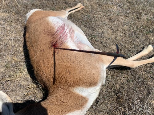 Customer photo review of Beast Broadheads (2-Pack + Practice Tip)