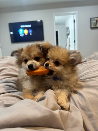 Customer photo review of PUMPKIN YAK CHEWS