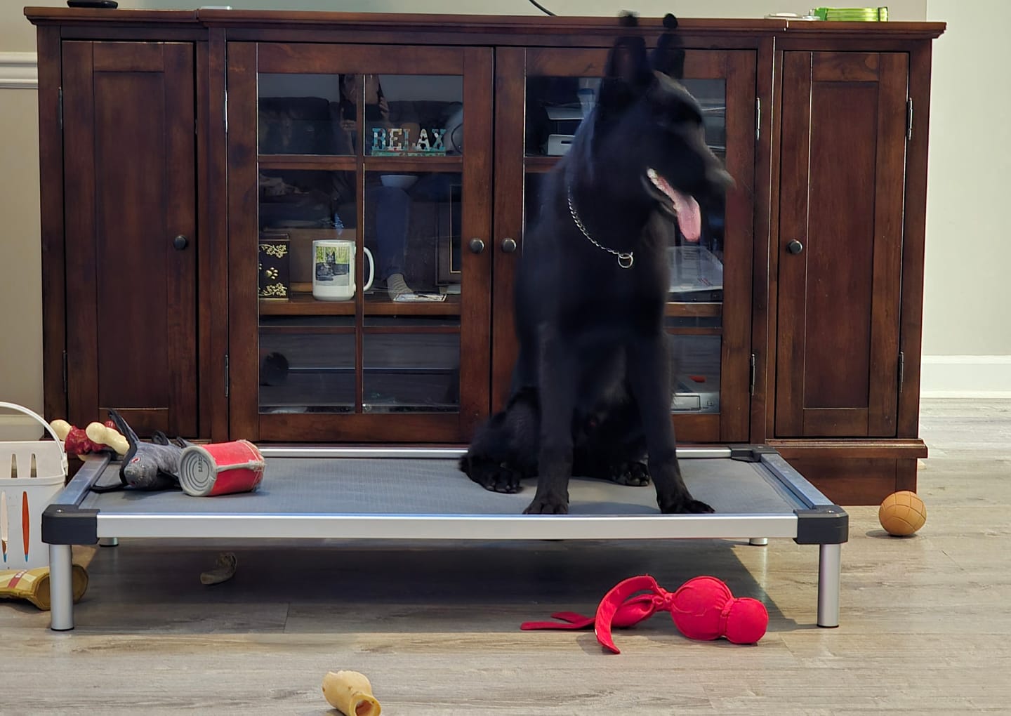 Customer photo review of TitanNest Padded Chew-Proof Elevated Dog Bed for Your Chewer