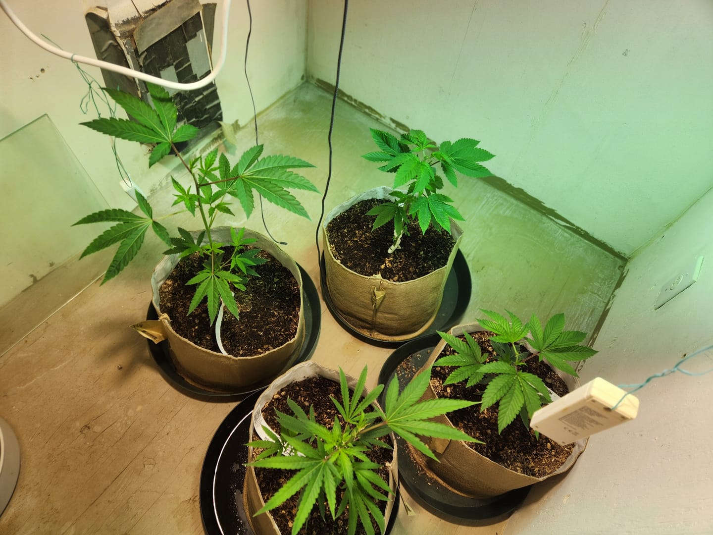 Customer photo review of BioVast Potting Soil (Water Only Mix)