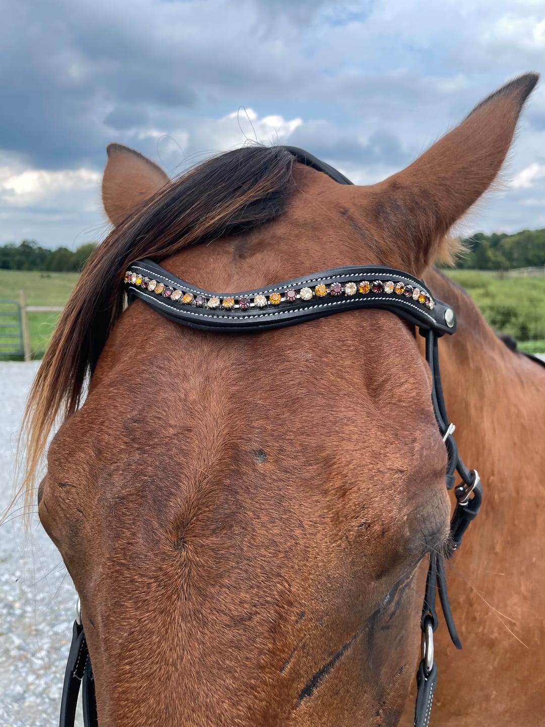 Customer photo review of Western Charm Snap-Out Browband
