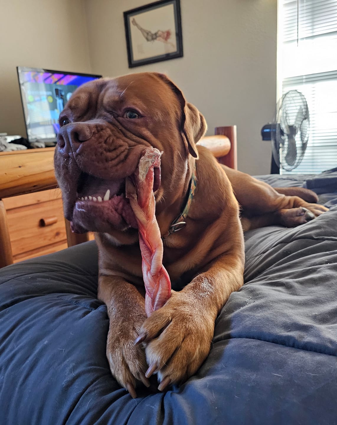 Customer photo review of 12 Inch Monster Braided Bully Stick