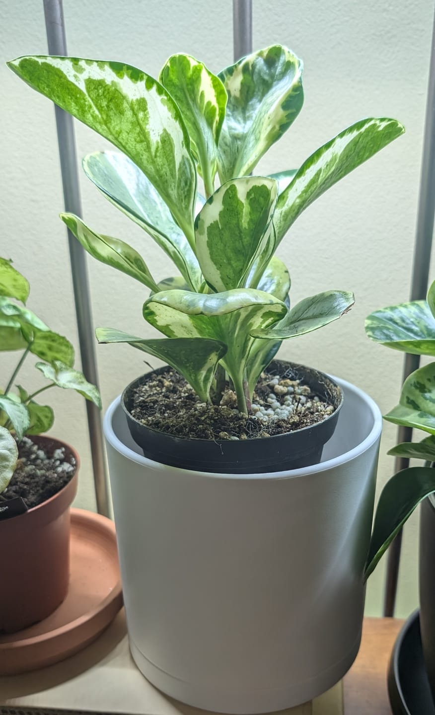 Customer photo review of Peperomia obtusifolia 'Golden Gate'