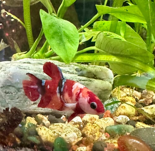 Customer photo review of Female Betta Fish Koi Nemo Galaxy Plakat