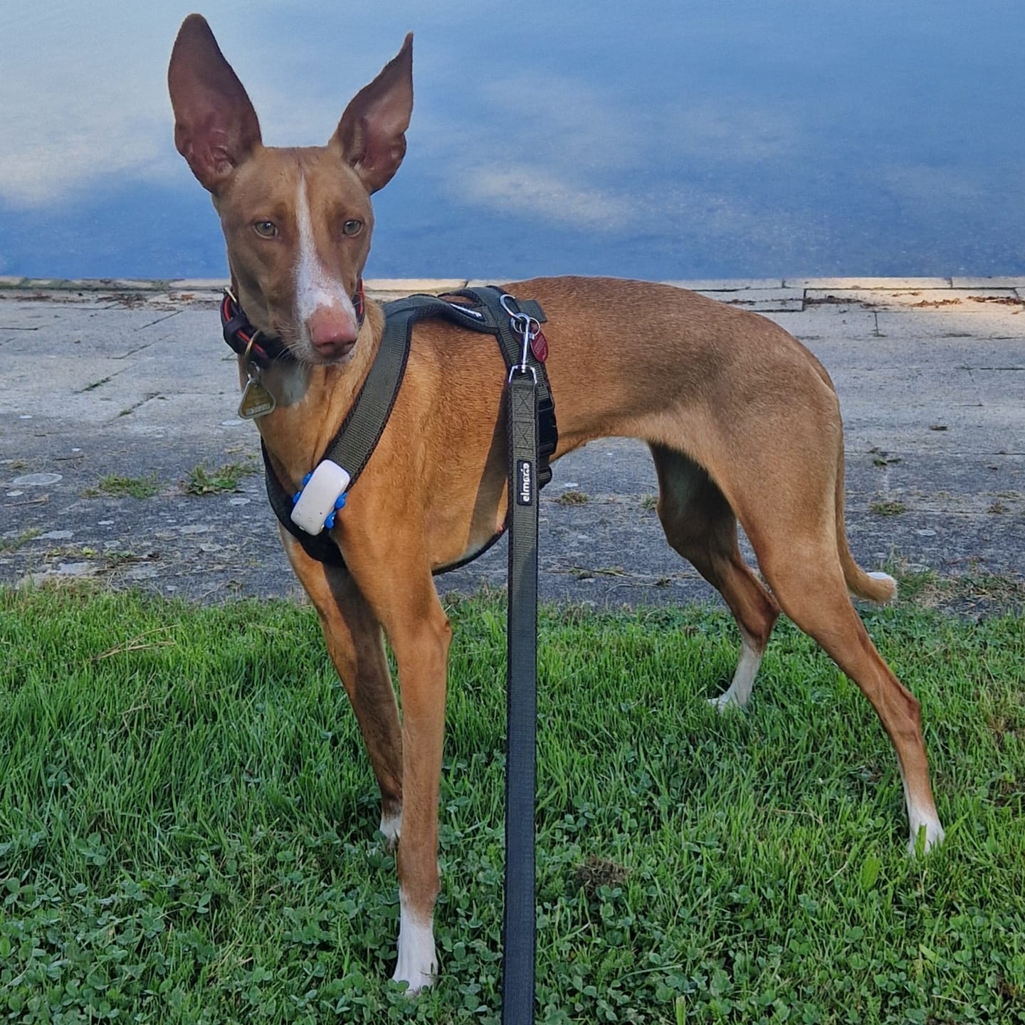 Customer photo review of Hundegeschirr FUN "Mountain Green"