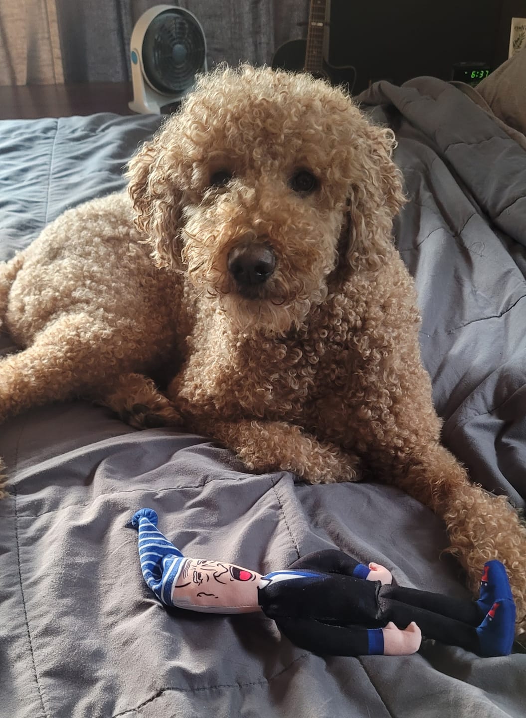 Customer photo review of Joe Biden Kamala Harris & Nancy Pelosi Starter Pack Tough Plush Dog Chew Toys with Squeakers - Official Republican Dogs