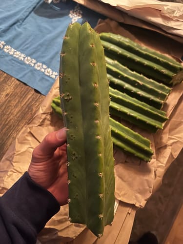 Customer photo review of San Pedro Cactus | Bulk Cutting Packs | Echinopsis (Trichocereus) Pachanoi
