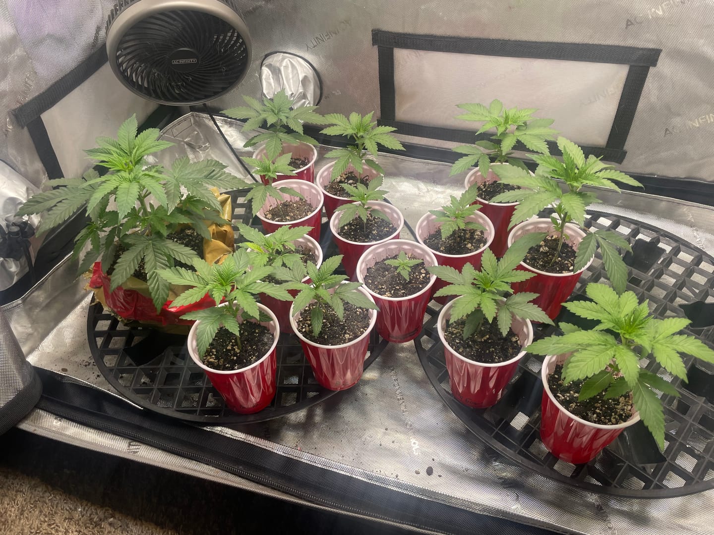 Customer photo review of Green9