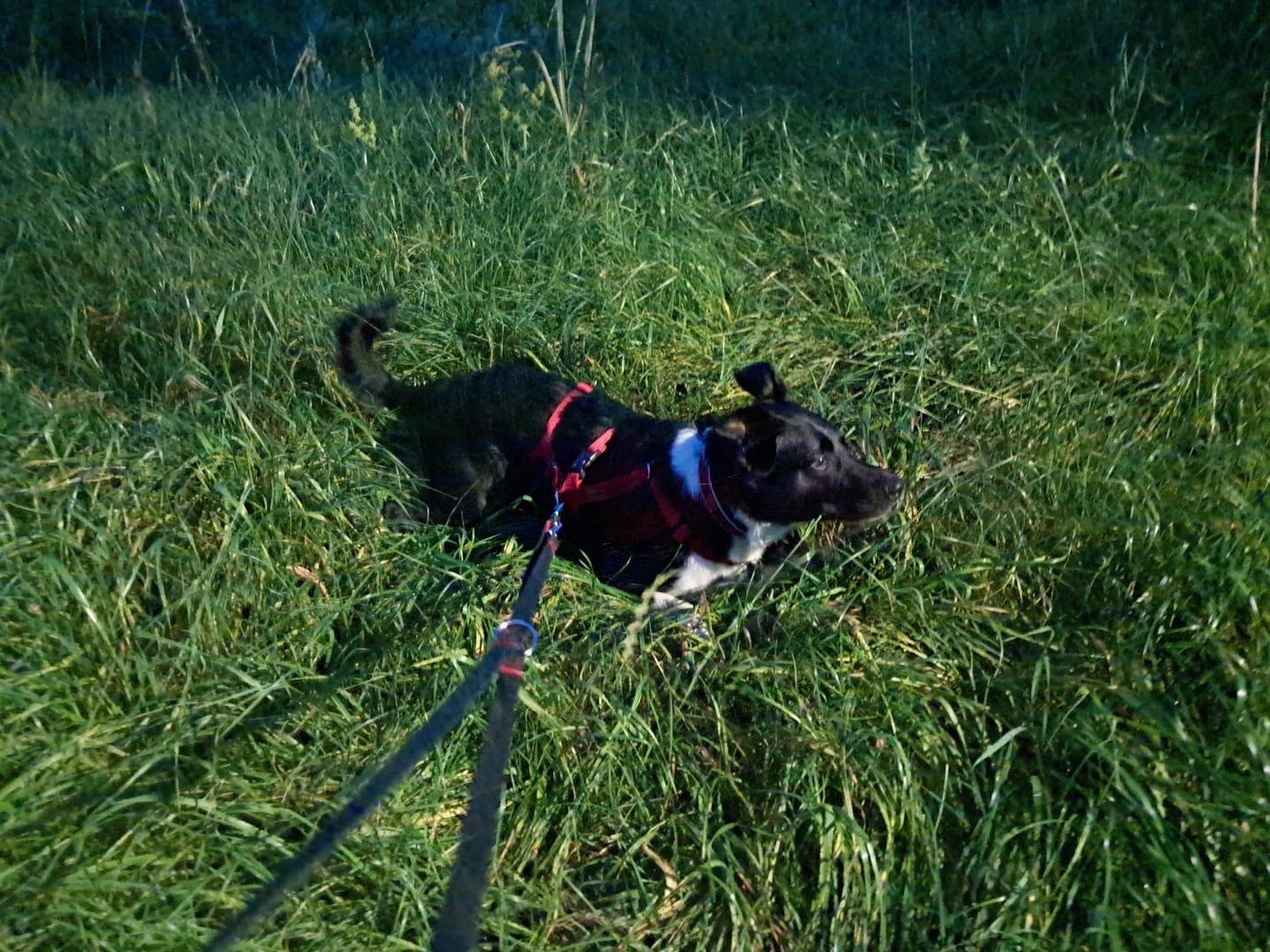 Customer photo review of Premium Hundegeschirr gepolstert