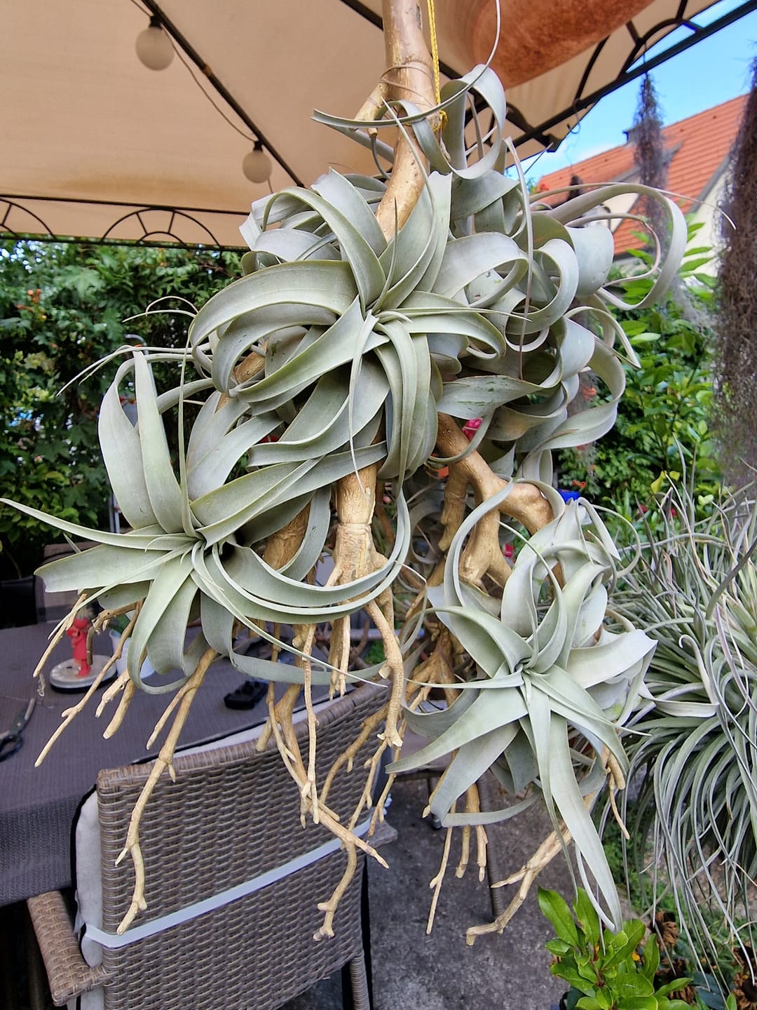 Customer photo review of Tillandsia xerographica 'Bonsai'