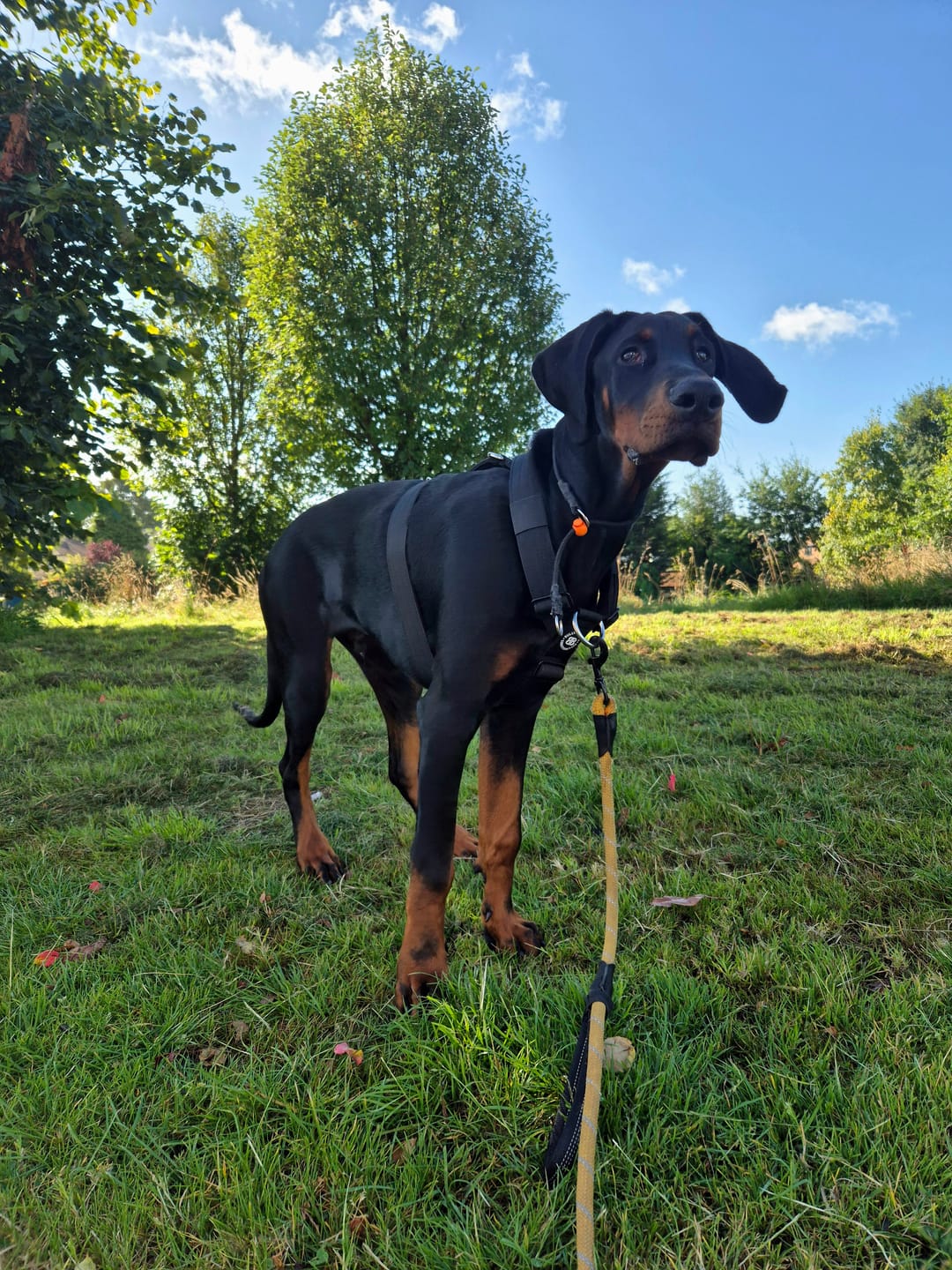 Customer photo review of TRI-Harness® | Anti-Pull, Adjustable & Durable - Dog Trainers Choice -  Black v2.0