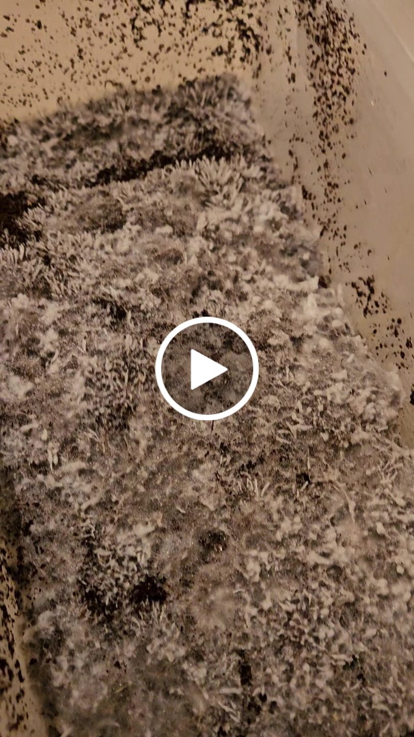 Customer video review of Premium Bulk Substrate Mix 10 LBS