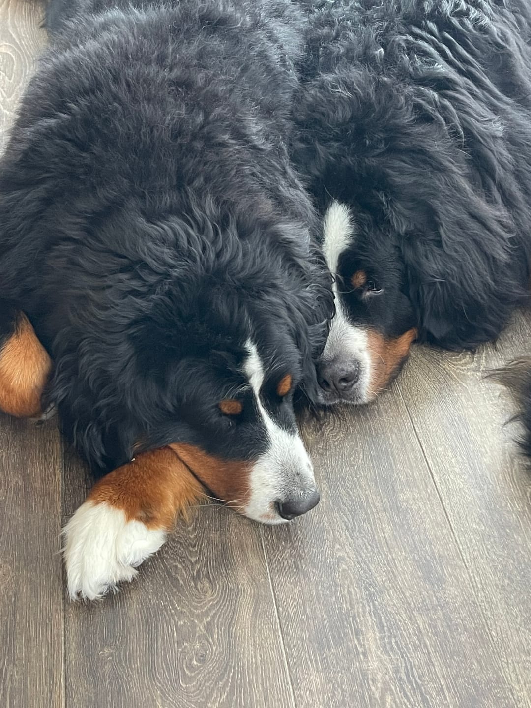 Customer photo review of Bark-Less Bites - XL Breed