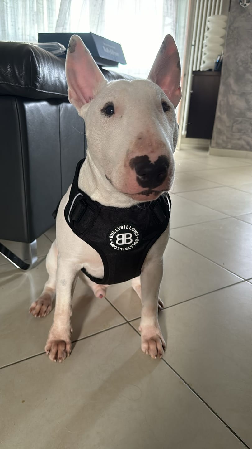 Customer photo review of Premium Comfort Harness | Non Restrictive & Adjustable - Black v2.0