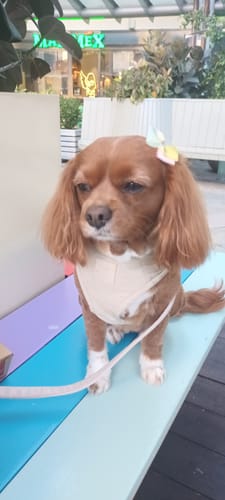 Customer photo review of Premium Aussie Beef Liver