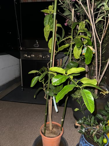 Customer photo review of Riesen Zedratzitrone 120-150 cm / im 5-7 Lt. Topf
