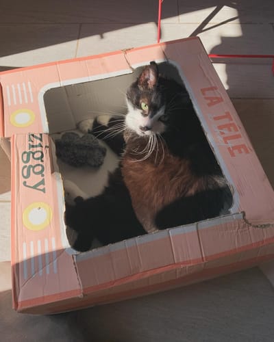 Avis photo d'un client sur Croquettes Chat Stérilisé Sans Céréales - Saumon